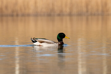 ducks in their habitat
