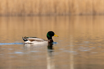 ducks in their habitat

