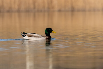 ducks in their habitat
