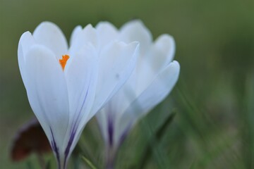 White crocus flowers. First spring white flowers.Floral delicate light background.Crocus flower close-up on blurred green garden background