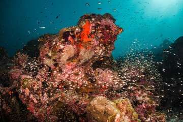 Fototapeta na wymiar Underwater photography. Coral reef ecosystem scene, schooling fish swimming among colorful coral reefs in blue water