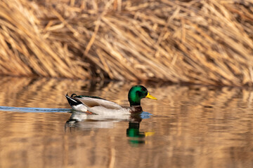 ducks in their habitat
