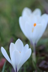 White crocus flowers. First spring  flowers.Floral delicate  background.Crocus flower close-up on blurred green garden background