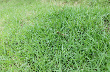 GRASS