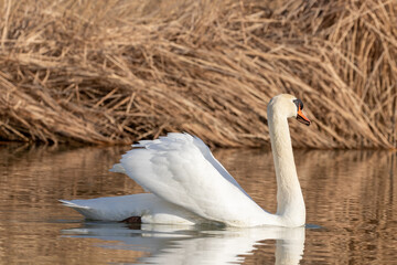ducks in their habitat
