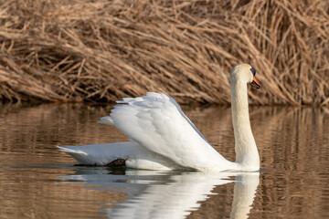 ducks in their habitat
