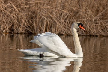 ducks in their habitat
