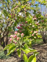 Blooming apple tree in the garden in spring.