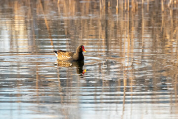 ducks in their habitat
