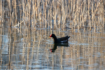 ducks in their habitat
