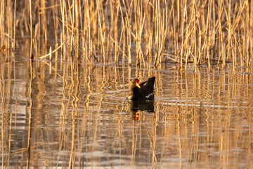 ducks in their habitat
