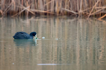 ducks in their habitat
