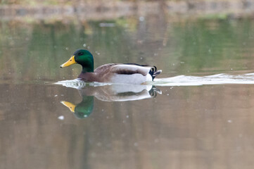 ducks in their habitat
