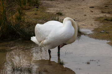 ducks in their habitat

