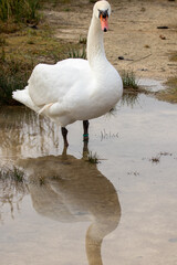 ducks in their habitat
