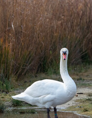 ducks in their habitat
