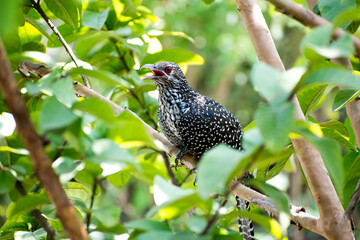 bird on the tree