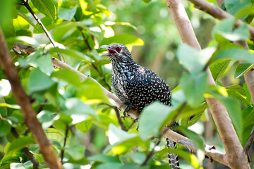 bird on a branch