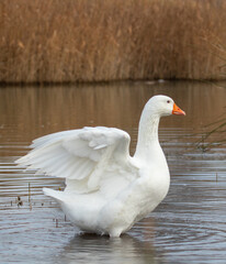 ducks in their habitat

