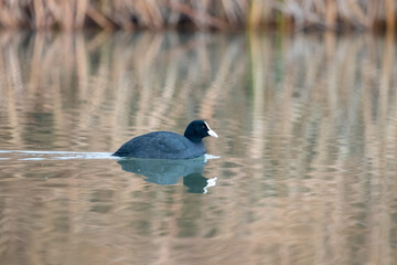 ducks in their habitat
