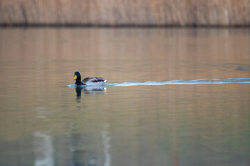 ducks in their habitat
