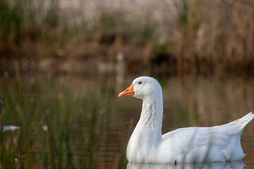 ducks in their habitat
