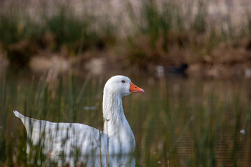 Obraz premium ducks in their habitat 