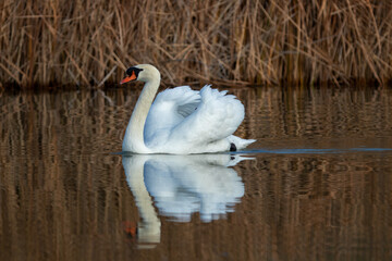 ducks in their habitat
