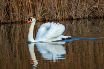 ducks in their habitat
