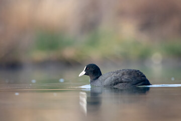 ducks in their habitat
