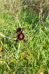 Group of wild purple iris Argaman flowers of close up among the grass. Israel