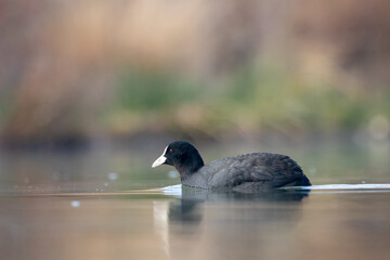 ducks in their habitat
