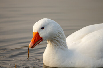 Fototapeta premium ducks in their habitat 