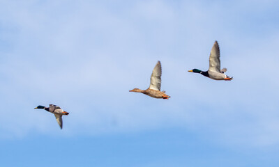 ducks in their habitat
