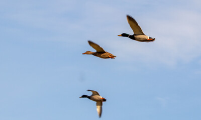 ducks in their habitat
