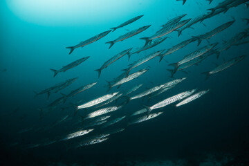 Underwater photography. Schooling barracuda and reef fish swimming in blue water among coral reefs. Asia, Maldives, scuba diving