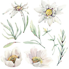 Handpainted watercolor wild flowers and herbs. - 412447565