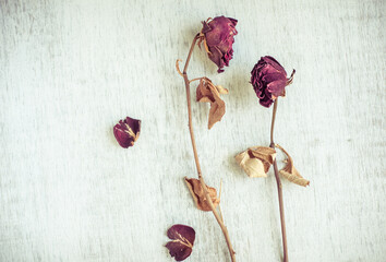 Two dried and wilted red rose flowers against grunge white background.