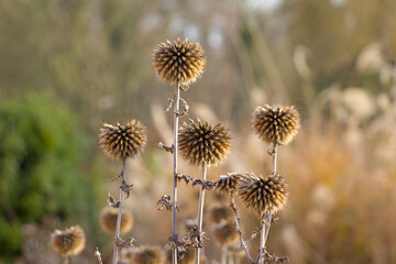 Dried up thistles backlit in warm colors. Nature in autumn.