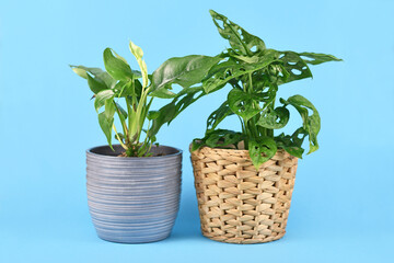 Tropical 'Rhaphidophora Tetrasperma' and 'Monstera Adansonii' houseplants in flower pots on blue...
