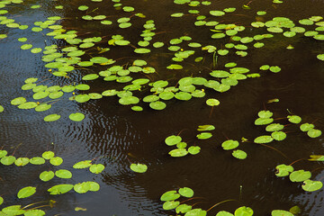 Leaves yellow water lily (Nuphar lutea) in the dark water