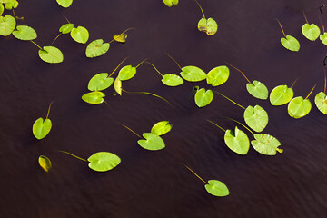 Leaves yellow water lily (Nuphar lutea) in the dark water