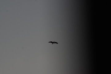 big bird dark sky