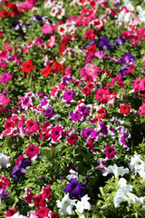 Fototapeta premium Petunia flower is blooming in the flower garden.