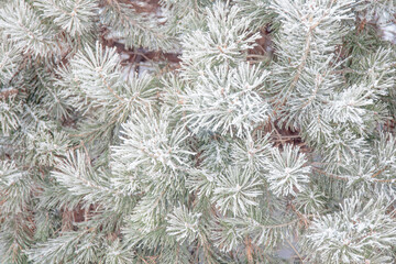 Winter background. Branches of pine, spruce, covered with snow, frost. Coniferous branches covered with hoarfrost.
