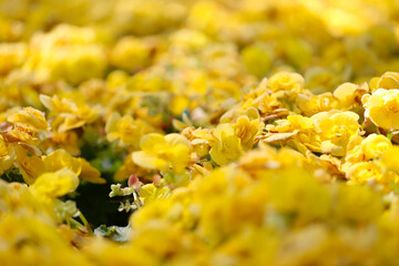 Yellow flowers blooming in the backyard,Winter flowers are blooming in winter.