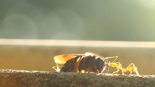 Ants  pulling dead bee , out door Chiangmai Thailand