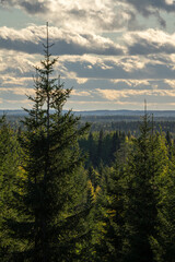 Boreal forest peaks with hills in the back