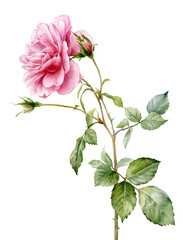 A soft pink rose on a long stem with leaves. Watercolour illustration. A flower on an isolated background. © Dasha