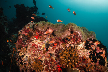 Underwater photography. Coral reef ecosystem scene, schooling fish swimming among colorful coral...